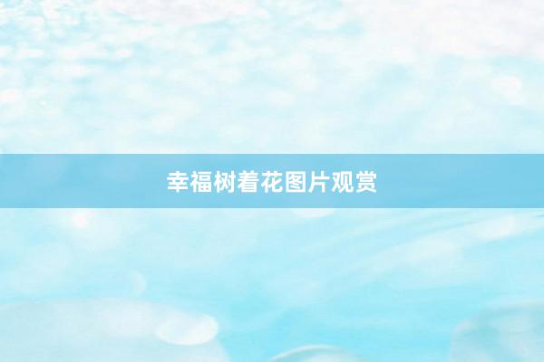幸福树着花图片观赏